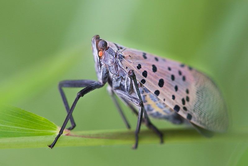 A typical lantern fly!
