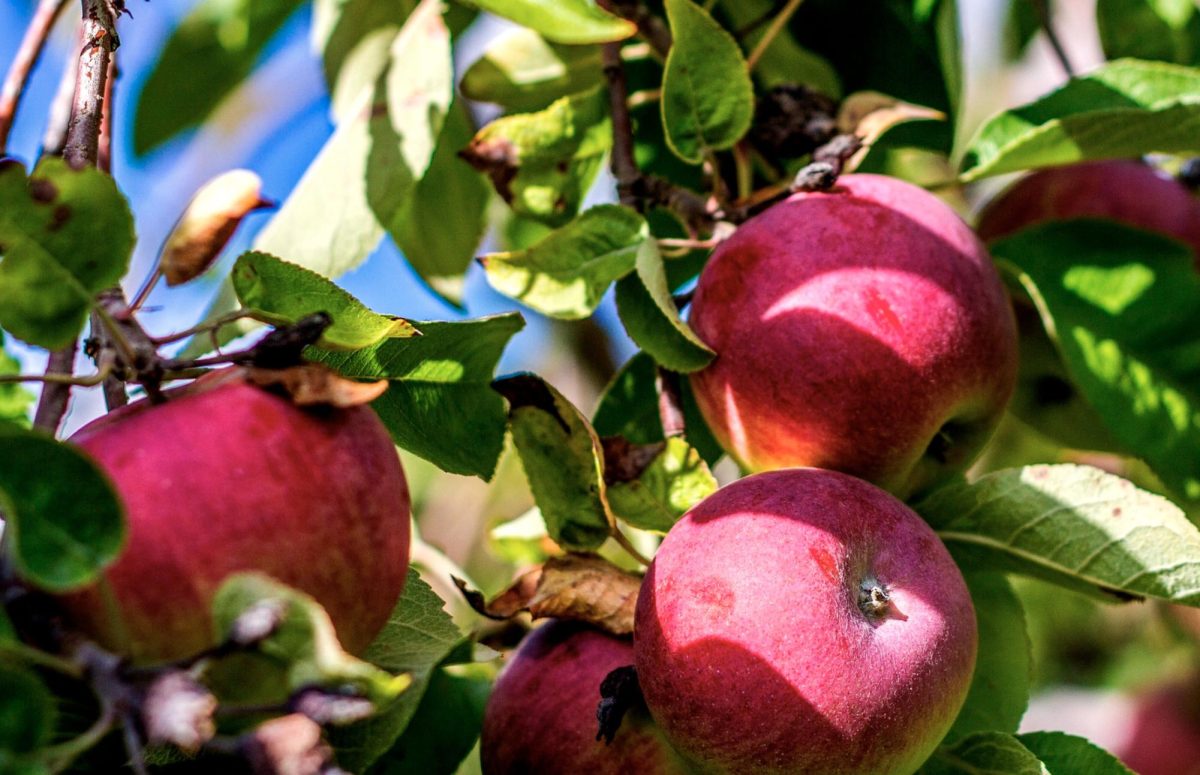 Apple picking