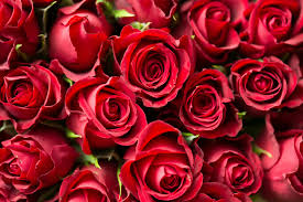 The History of The Most “Romantic” Flower in The World